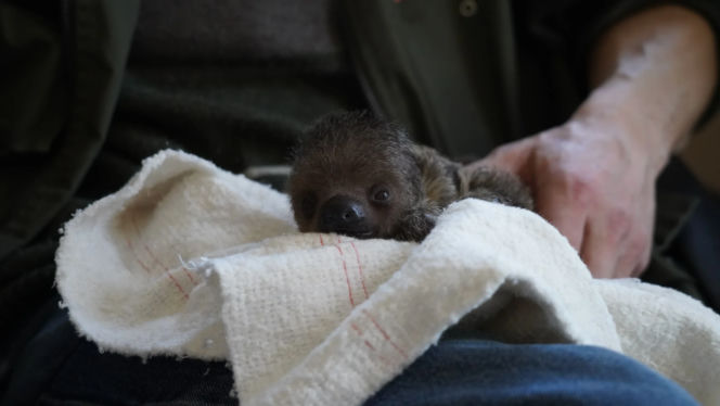 Mały leniwiec z wrocławskiego zoo rozczula do łez! Muszą się nim opiekować pracownicy [WIDEO, ZDJĘCIA]
