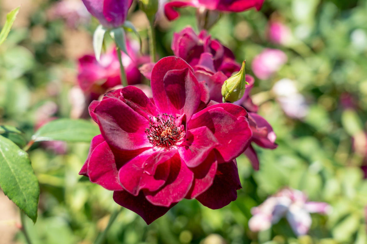 Róża wielokwiatowa 'Burgundy Iceberg'