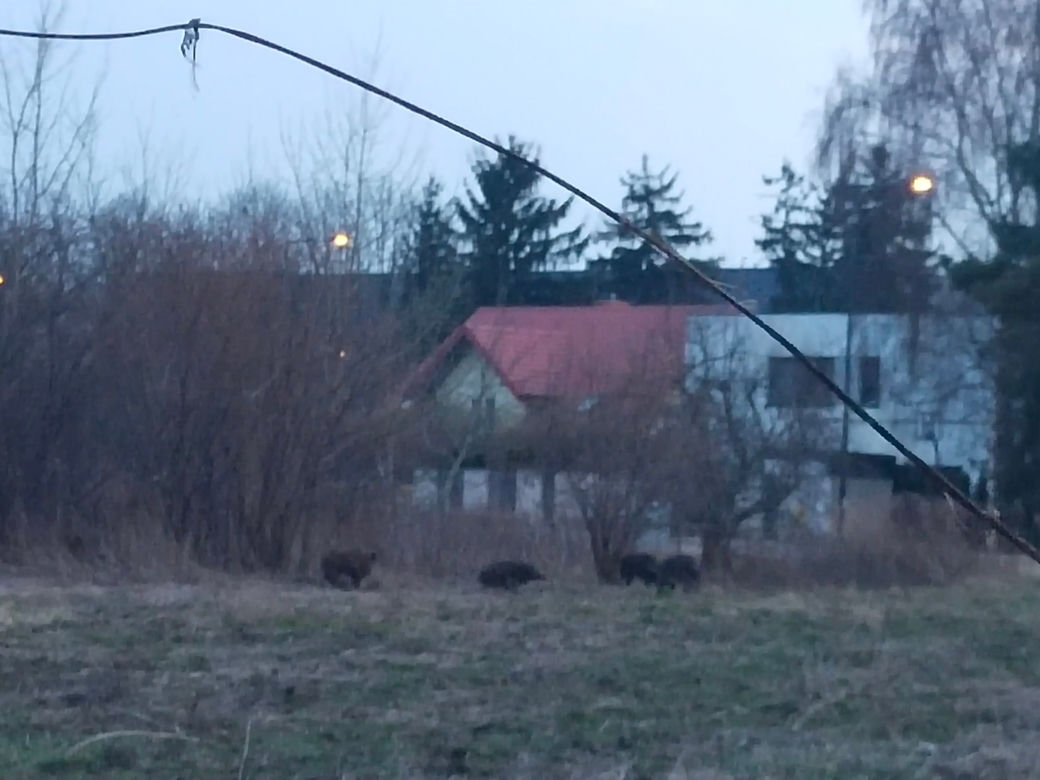 Dziki sieją grozę w Wawrze