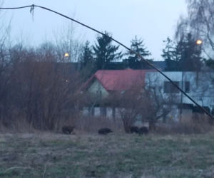 Dziki sieją grozę w Wawrze