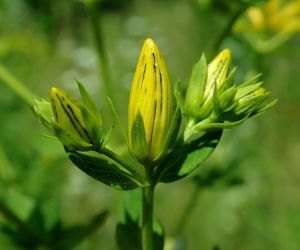 To zioło „czyści” organizm z leków. Naukowcy ostrzegają: dziurawiec może zniweczyć nawet połowę terapii