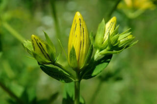 To zioło „czyści” organizm z leków. Naukowcy ostrzegają: dziurawiec może zniweczyć nawet połowę terapii
