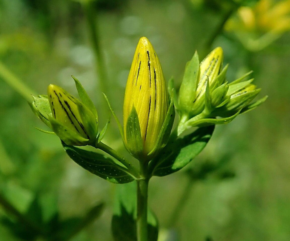 Pąki dziurawca zwyczajnego o intensywnym żółtym kolorze z wyraźnymi czarnymi smugami, otoczone zielonymi liśćmi, na rozmytym tle zielonej roślinności. Zdjęcie ilustruje niepozorną naturę zioła, którego działanie na leki, w tym antykoncepcję, opisuje Poradnik Zdrowie.