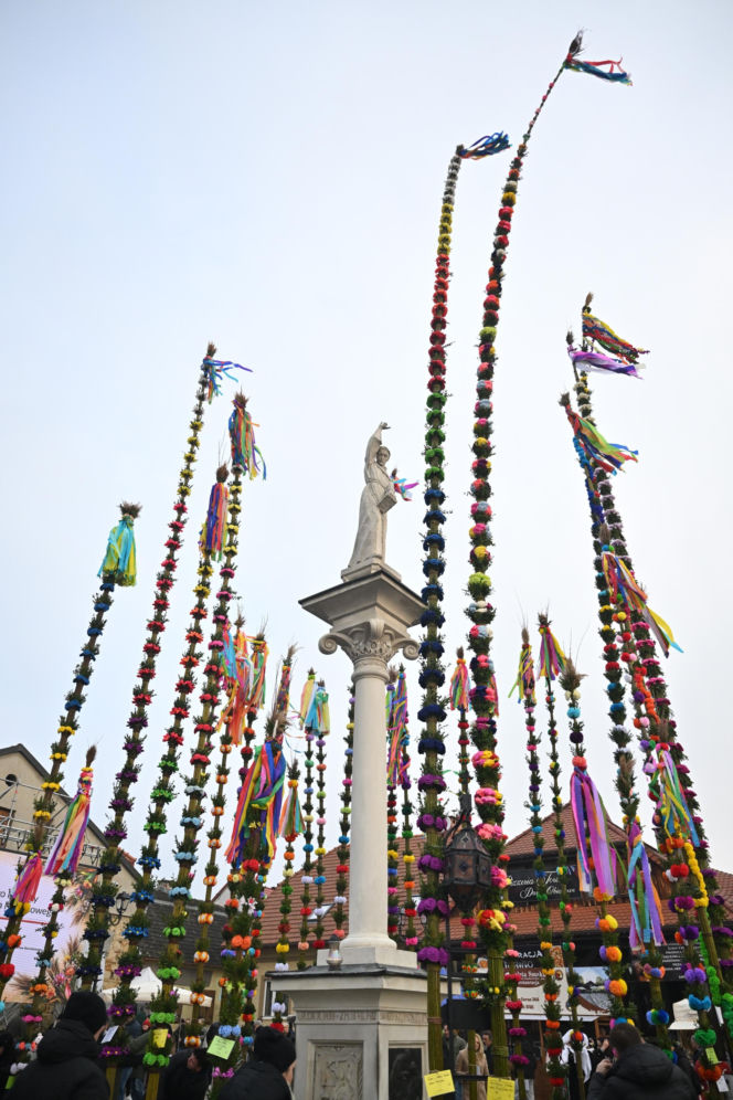 35 metrów i 80 centymetrów liczy palma, która zwyciężyła tegoroczny konkurs palm w Lipnicy Murowanej