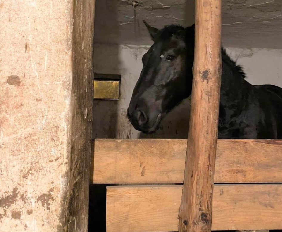 Oświęcim. Okrutny sadysta znęcał się nad koniem. To okropne, co zrobił zwierzęciu