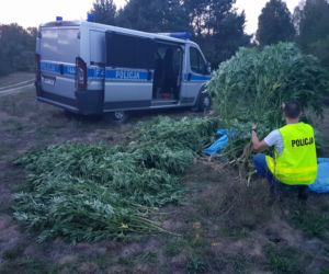 Zlikwidowano plantacje marihuany liczące kilkaset krzaków