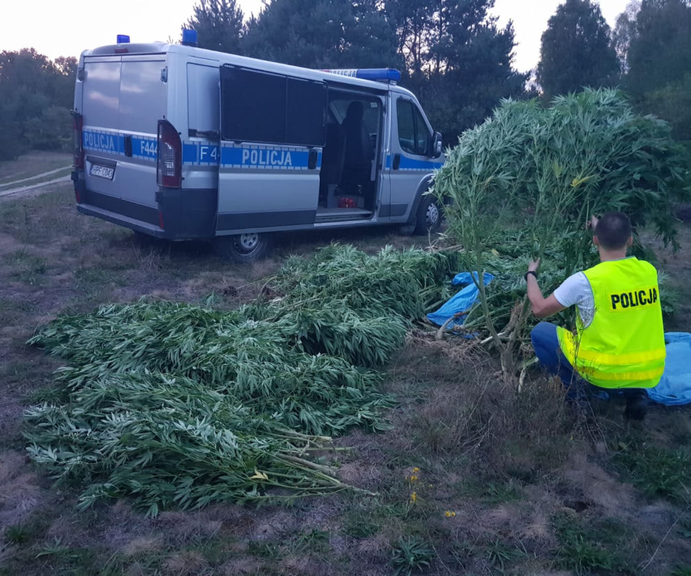 Zlikwidowano plantacje marihuany liczące kilkaset krzaków