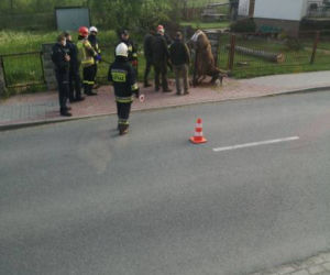 Piękny jeleń NABIŁ się na ogrodzenie. STRASZNY los zwierzęcia