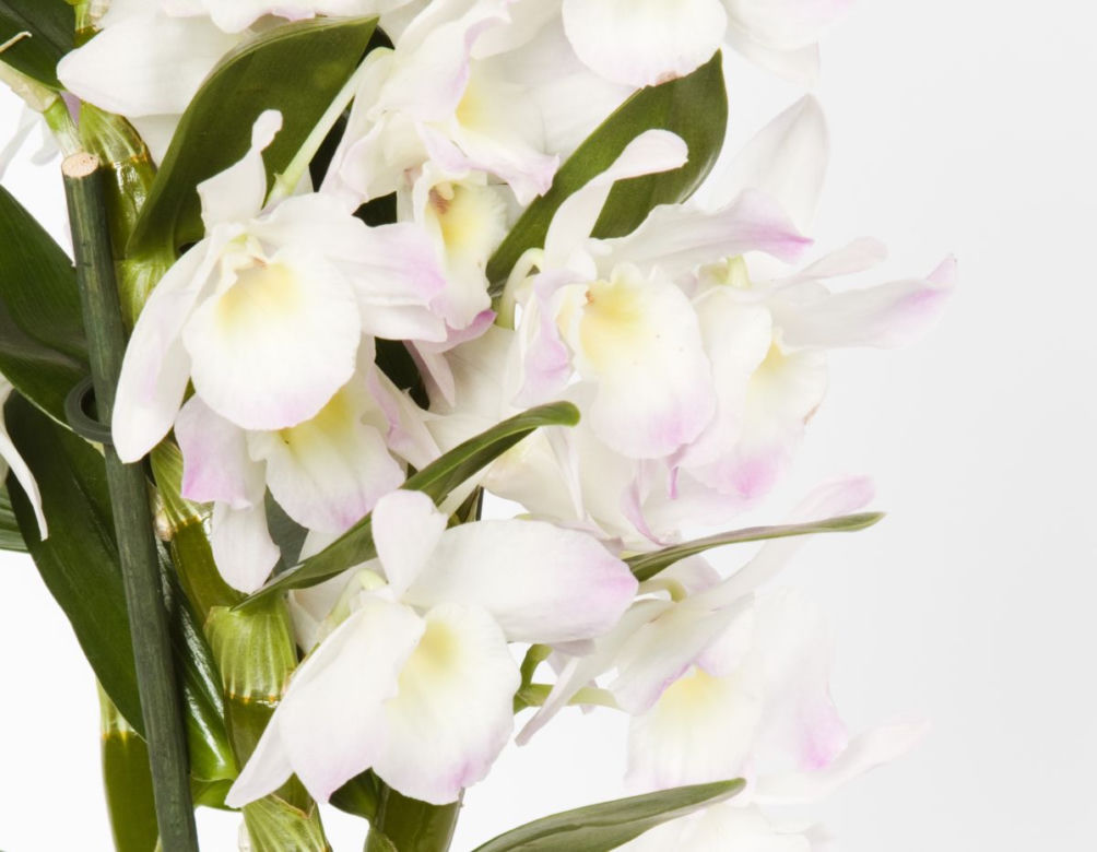 Storczyk Dendrobium
