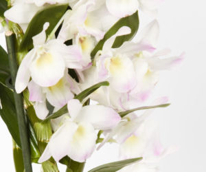 Storczyk Dendrobium