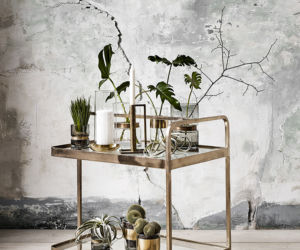 Rośliny w domu jak je eksponować
