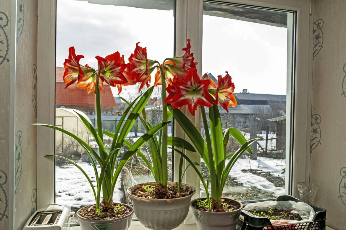 Kwiat hippeastrum