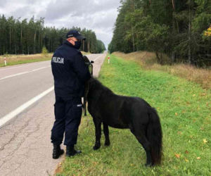 Kucyk wybrał się na wędrówkę po Suwalszczyźnie i zarobił mandat [ZDJĘCIA]