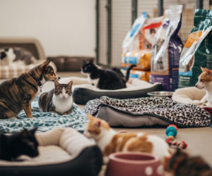 Radio ESKA wspiera schronisko Celestyniaki. Kto jeszcze zaangażował się w pomoc?