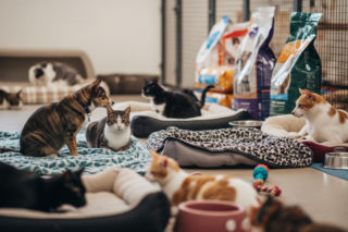 Radio ESKA wspiera schronisko Celestyniaki. Kto jeszcze zaangażował się w pomoc?