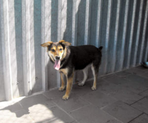 Psy z Radys już w Kędzierzynie-Koźlu! Możesz je adoptować