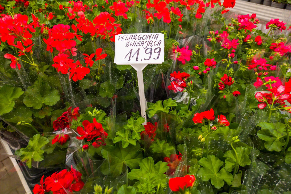 Pelargonia zwisająca – 11,99 zł/szt.