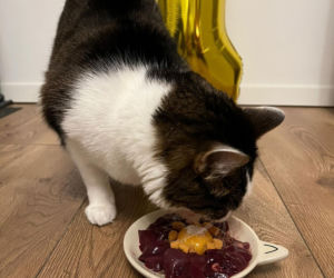 Rok temu walczył o życie. Dziś kot Panduś świętuje rocznicę w nowym domu