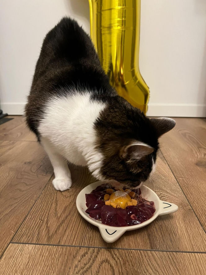 Rok temu walczył o życie. Dziś kot Panduś świętuje rocznicę w nowym domu