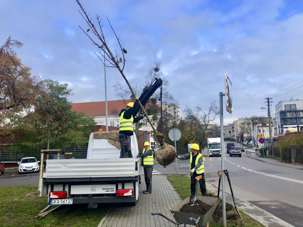 Drzewa, które pojawiły się na ulicy Legionów to klony pospolite i lipy drobnolistne. Mogą one osiągnąć wysokość nawet 15 metrów.  