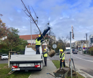 Drzewa, które pojawiły się na ulicy Legionów to klony pospolite i lipy drobnolistne. Mogą one osiągnąć wysokość nawet 15 metrów.  