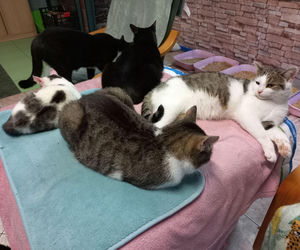 Kociarnia w Lesznie szykuje się do zimy. Potrzebny opał i karma