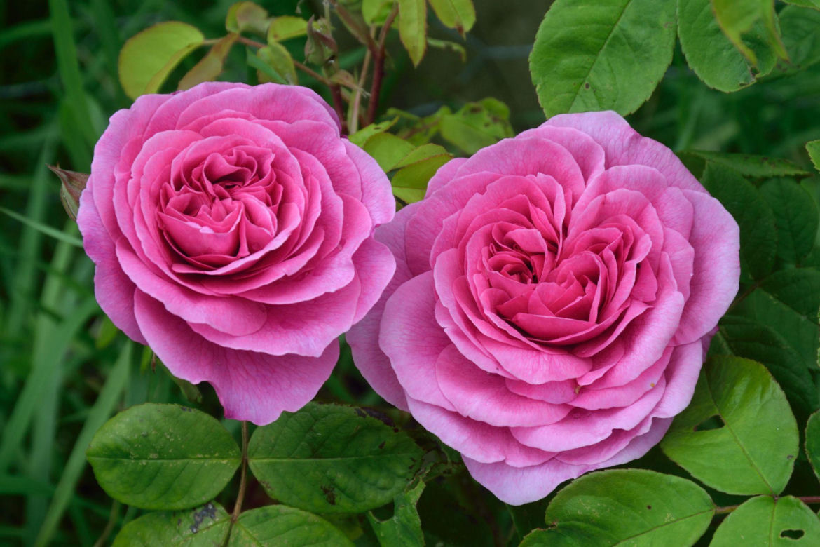 Róża angielska 'Gertrude Jekyll'