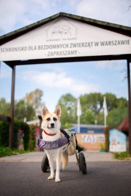 Lukrecję zmiażdżył samochód. Szuka kochającego domu