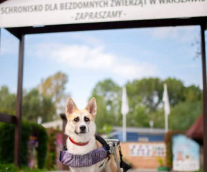 Lukrecję zmiażdżył samochód. Szuka kochającego domu