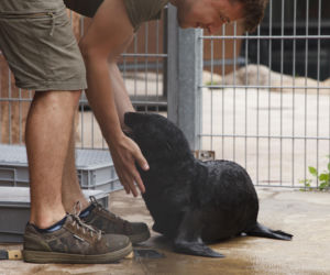 Mały kotik we wrocławskim zoo dostał imię Bruno