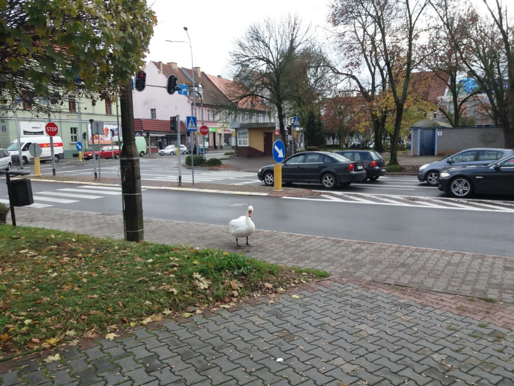 Wielka obława na łabędzia