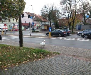 Wielka obława na łabędzia