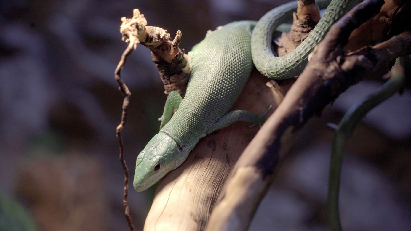We wrocławskim zoo wykluła się jaszczurka ostrobrzucha