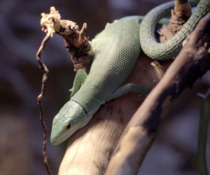 We wrocławskim zoo wykluła się jaszczurka ostrobrzucha