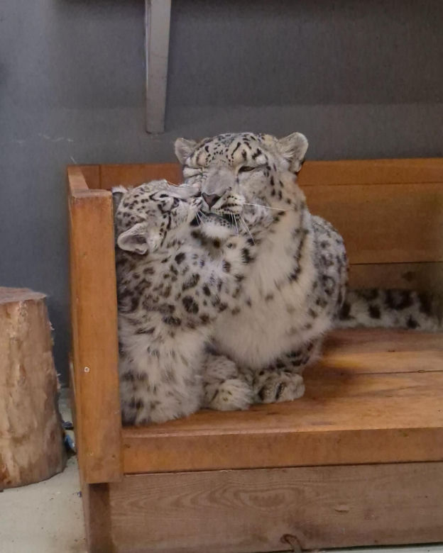 Irbisy z warszawskiego zoo. Harce młodych kotów