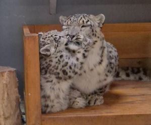 Irbisy z warszawskiego zoo. Harce młodych kotów
