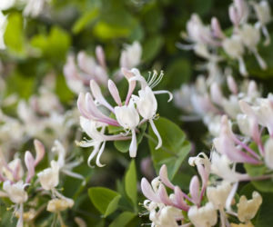 Pnącza szybko rosnące