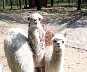 Chorzów: Otwarcie zoo i OGROMNA kolejka! Każdy chce zobaczyć pingwiny