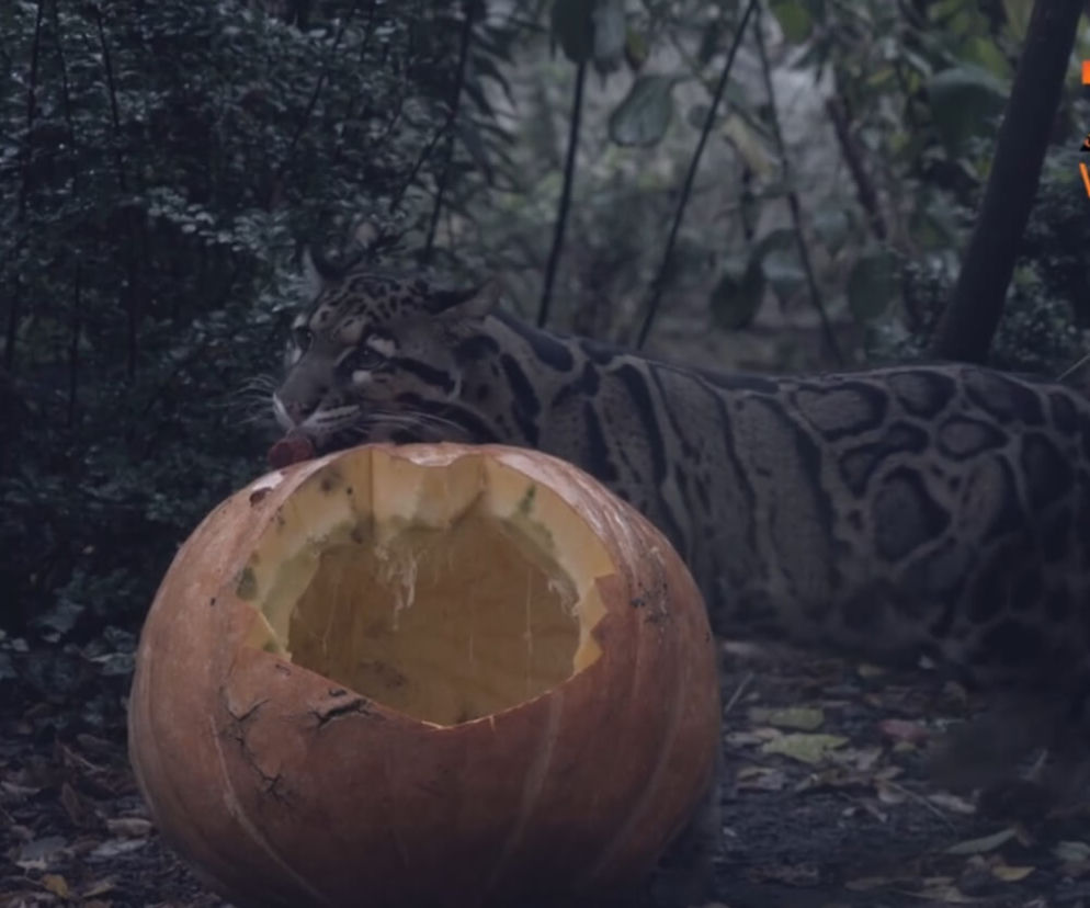 Co za słodziaki! Pantery śnieżne z Wrocławia kontra jesienne dynie. Halloween przyszło wcześniej? [WIDEO]