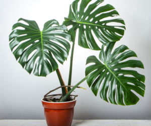 Monstera
