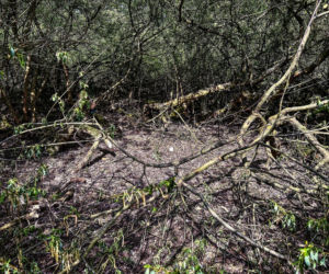 Transport Bartosza G. do kraju. Podejrzany o zabójstwo Mai z Mławy wraca do Polski