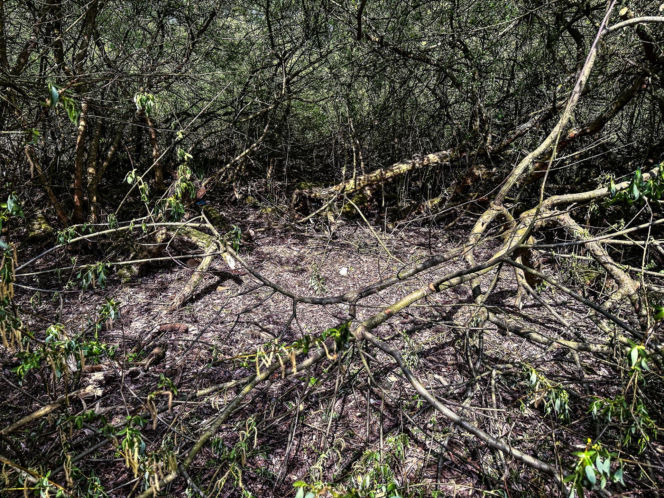 Transport Bartosza G. do kraju. Podejrzany o zabójstwo Mai z Mławy wraca do Polski