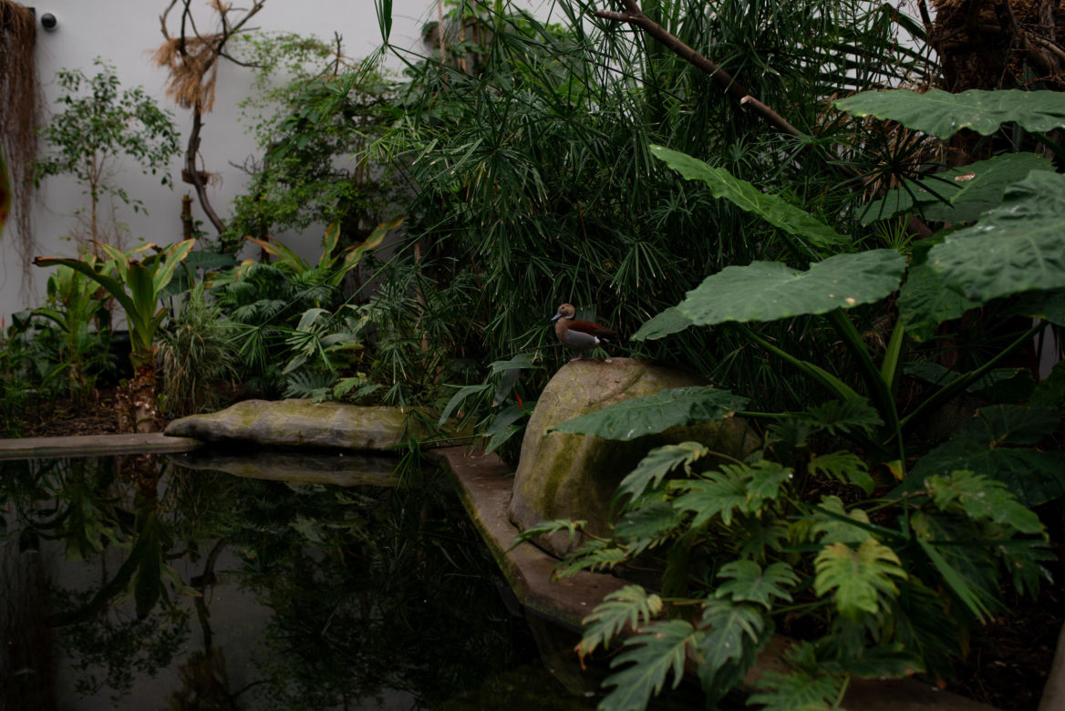 Ogród zoologiczny im. Stefana Milera w Zamościu