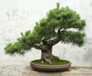 Drzewko bonsai