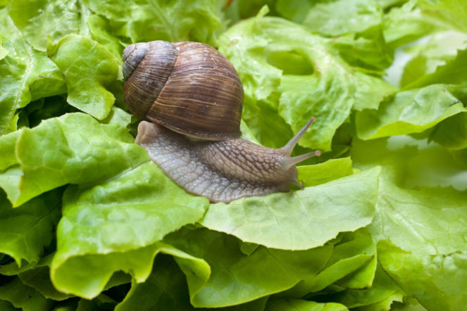 Ślimak winniczek