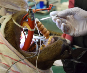 Niedźwiedzie z zoo w Poznaniu przeszły zabiegi dentystyczne