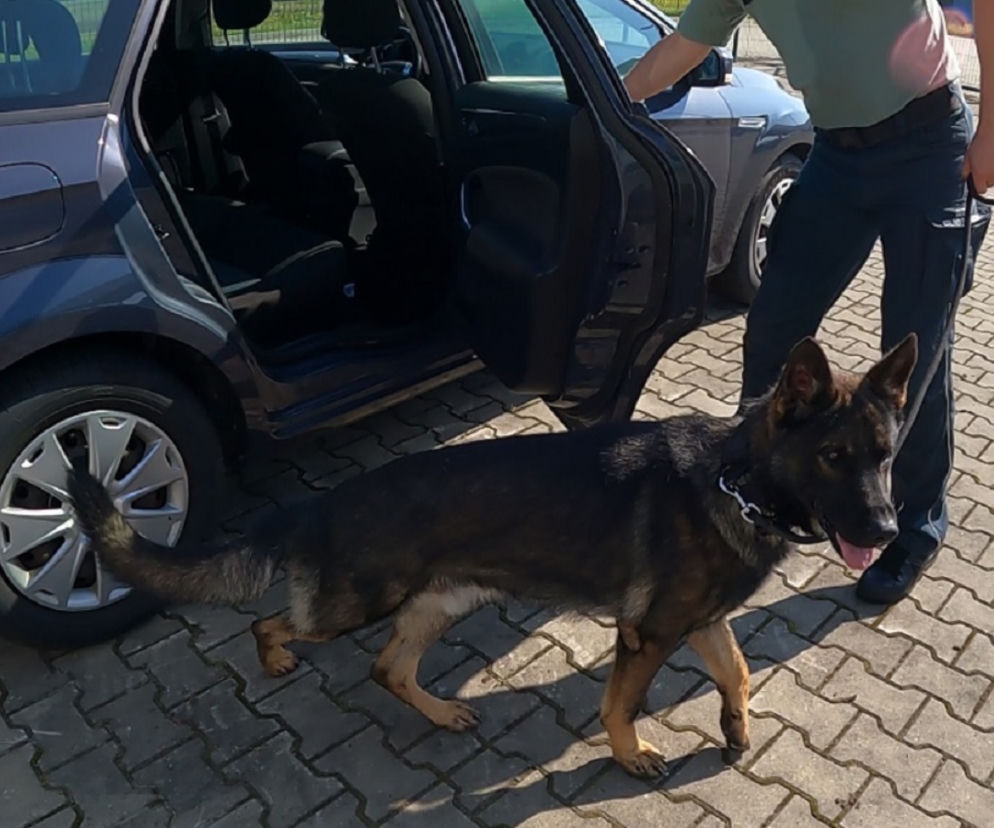 Kenzo zasilił szeregi podkarpackiej KAS. Potrafi wykrywać zagrożone gatunki