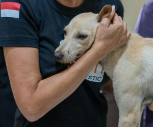  W których krajach bezdomne psy mają najlepiej i najgorzej? Humane World Animals publikuje zestawienie z okazji Dnia Bezdomnych Zwierząt