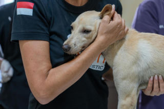  W których krajach bezdomne psy mają najlepiej i najgorzej? Humane World Animals publikuje zestawienie z okazji Dnia Bezdomnych Zwierząt