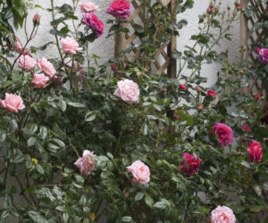 roze-na-tarasie